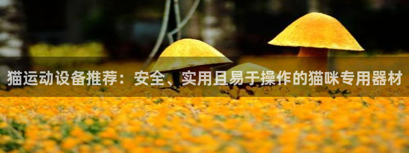 fb体育集团:猫运动设备推荐:安全、实用且易于操作的猫咪专用